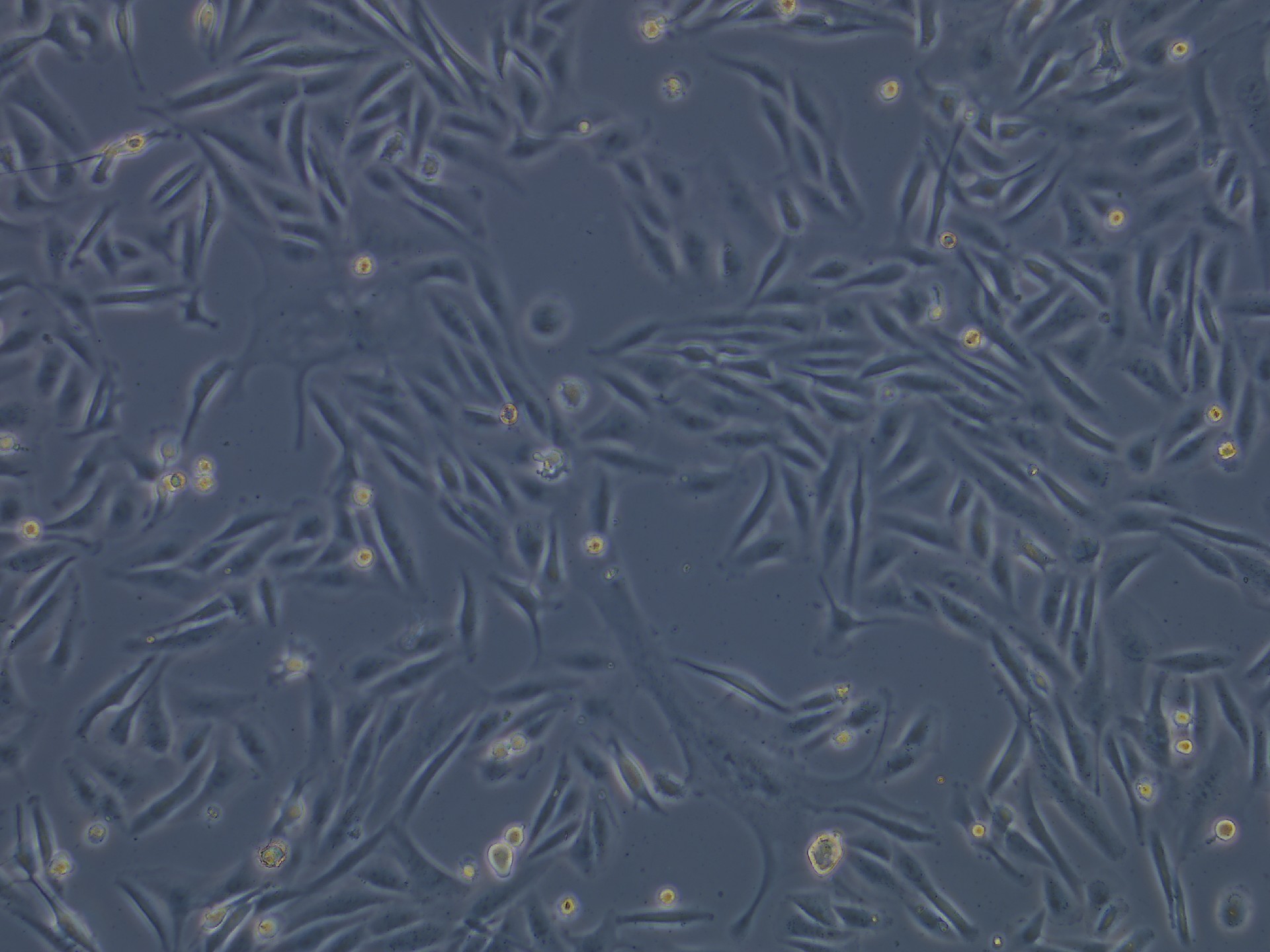 MDA-MB-231 Cells(人乳腺癌細胞)